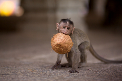 Baby monkey with coconut