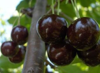 Ripe sour cherries