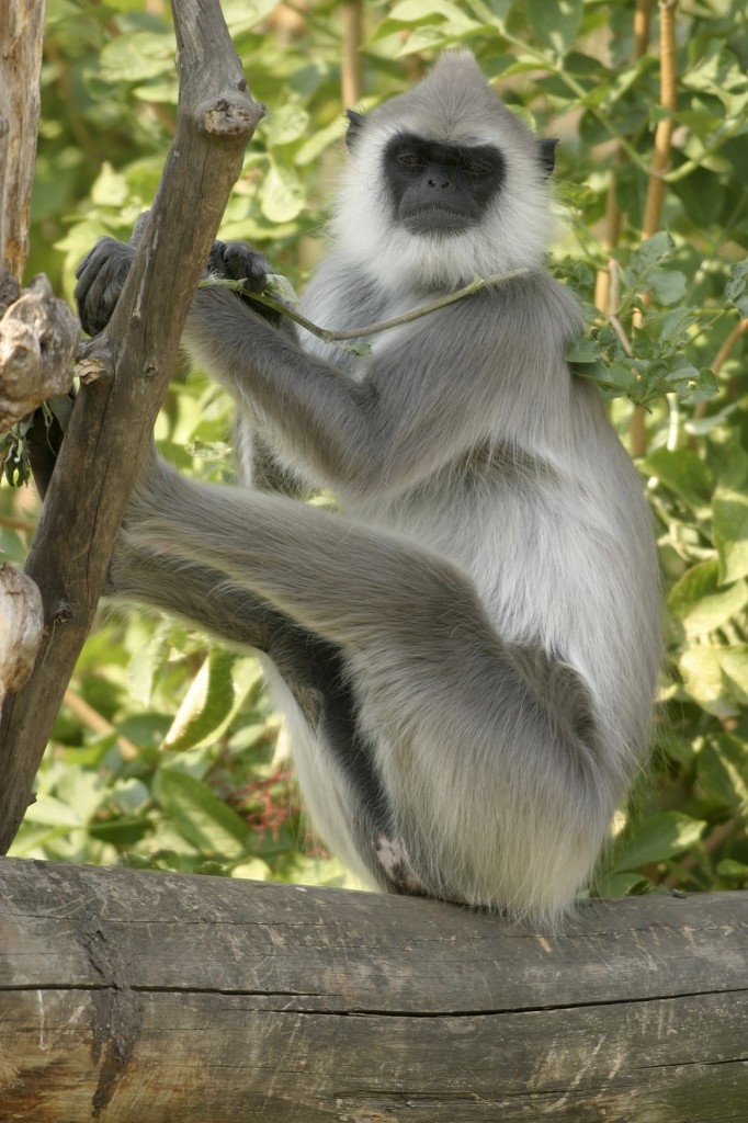 The Hanuman Langur monkey